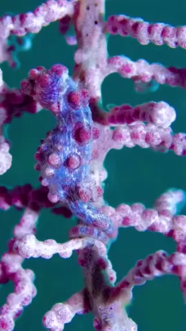 Tiny red Pygmy seahorse hanging off a coral branch 🪸 These seahorses live in symbiosis with their corals, adapting to their colours and appearance and living alongside them for most of their lives.  @nemo.eco 🎥
