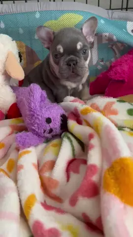 Meet Rip #frenchie #pup #puppy #tiktokfrenchie #frenchbulldog 