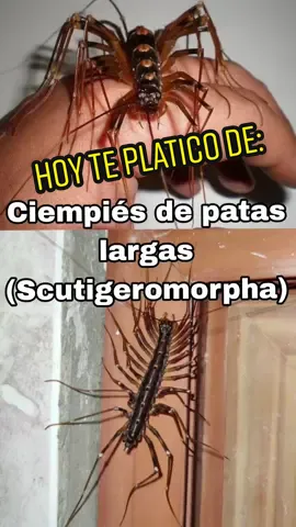Hoy te platico de los ciempiés de patas largas. 🦂🕷️🐜❤️ #scutigeromorpha #scutigera #thereuopoda #ciempies #ciempiés #ciempiesdepataslargas #chilopodo #quilopoda #miriapodos #artrópodos #animales #naturaleza #biologo #biologia #información #ciencia #fyp #parati #parati❤️ #foryou #foru #pati #tiktok #xzybcaシ #シ゚viral 