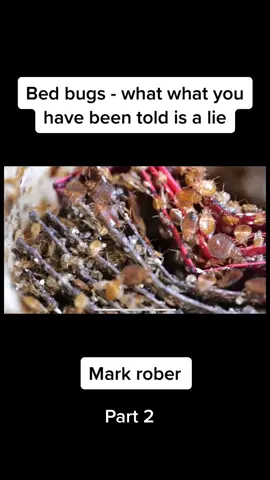 What di yig think #bug #bedbug #insect #bed #experement #fyp #viral 