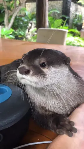 ¡La mascota perfecta pars trabajar…. ¿O no?! #nutria #nutriaslovers 