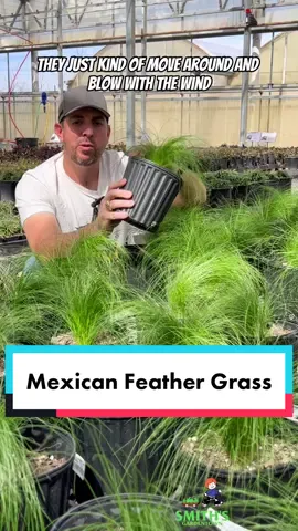 🌾Mexican Feather Grass is a light feathery ornamental grass that moves every so gracefully with each breeze. #smithsgardentown #mexicanfeathergrass #landscapedesign #gardening #gardensuperstore #letsgrow #wispyplant #landscaping 