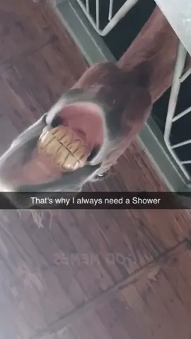 #funnyvideos #memes #horsesoftiktok 