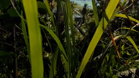 hi guys.short cinematic🎥📽️❤️💚#foryourpage #fyp #cinematic #videography #trend #forest #content 