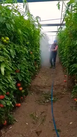 Tanam tomat  super lebat #tomat #tomatsuper #buahlebat #fyp 