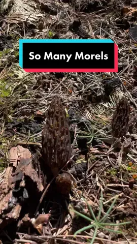 All this rain in California has got me excited for this coming Morel season! These are true morel mushrooms (Morchella species) growing in the mountains of California after a wild fire. On the west coast of North America morels predominately occur in association with conifers above 3000ft after wildfire. They can grow at lower elevations with other tree types, but ghe highest concentrations of them will be at higher elevations. These are black burn morels, distinct from the blonde morels across much kf the midwest in spring. Morels are associated with spring time as they fruit after a cold spell when the soil temps reach 50-60F. If you want more tips on how to forage for as well as clean/cook morel mushrooms, check out episode 15 of my FBF p0dcast. This was a very exciting moment and probably the biggest patch of morels I found last year.  . . #morel #morels #morelmushrooms #morchella #huntingseason #mycology #fungi #foraging #foragingtiktok 
