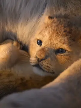 part1 - Baby Simba #thelionkingfullmovie #thelionking #lionking #lion #movie #disney #fullmovie #king #africa #disney #disneyplus #tlk #lionkingremake #thelionkingremake #fypシ #foryou #edit #simba #meitu #anime #capcut 