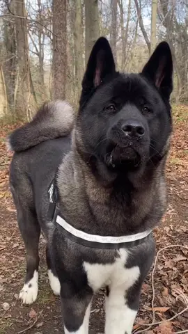 “All right! Where we #akitas #akitasofig #akitadoglover #akitafamily #akitafamilyclub #akitadoglovers #black #blackakita #akitaloversofinstagram #akitadaily #americanakitadog #americanakitasofig #americanakitaturkey #amerikanakitatürkiye #akitasamericanos #dogloversofig #dogloversofinstagram #dogofinstagram #dogofthedayjp #dogoftheweek #dogsofig #dogsoftheworld #sundayfunday #sundayfundays#kangal#kangalköpeği #kangalsevdası #kangalköpeği #kangaldog #kangal_tr #kangalyavrusu #kangalci #kangalpuppy #kangaltr #kangaltv #kangal #kangaldogs #kangalaşktır Elalem değil , elli alem de arkamdan konuşsa ben kendimden emin olduktan sonra el alkışlar alemde izler. #köpek #kangal #ankara #türkiye #malaklı #dog #sivas #istanbul #turkey #kedi #izmir #akbaş #dogs #antalya #travel #bigdog #instagood #sivaskangal #baliklikaplica #instagram #bursa #photography #kangaldog #england #photooftheday #moscow #animal #drfish #nature #Love 