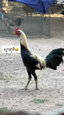 #បក្សីកីឡា #មាន់ស្មង #មាន់រោមញី #មាន់ជល់ខ្មែរ #មាន់ជល់ #ភូមាលីឡា 