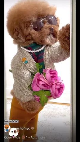 A Dog dressed up with a Afro with swag lol shout out to the PoochofNYC I do not own rights to the video or song as it is for entertainment purposes only. #dogsoftiktok  #usher #Love #animals #roses #mileycyrusflowers #funnyvideos #laugh #funnyvideos 
