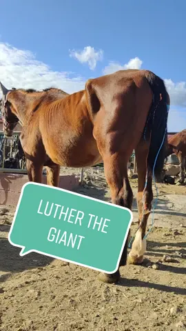 even having fancy papers doesn't make a horse immune to neglect #horserescue #rescuehorse #horsesanctuary #horseinneed #horseworld #skinnyhorse #horsesoftiktok 