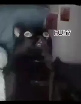 #fyp #fypシ #foryoupage #cat #meme #spongbob