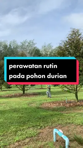 perawatan rutin dulu di kebun #kebundurian#kebundurianmusangking #durianmusangking#durianbawor#durianoche#bibitdurianmusangking#bibitdurianbawor#bibitduriandurihitam#bibitdurianunggul#fyp#fypシ 