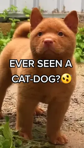 the breed of dog is called a Vietnamese Hmong or Hmong Bobtail. They’re bred by the Hmong tribes in Vietnam and from other parts of Asia and are often used as hunting dogs. #dog #dogsoftiktok #cat #catslovers #catsoftiktok #doglover #animals #pets #PetsOfTikTok #foyoupage #beauty 