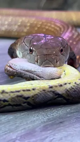 Incredible Moment Watching Taco The King Cobra Eat👀🐍 #kingcobra #snake #reptile #animals #nature 