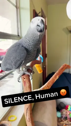 Apollo didn’t like what Tori said 😂 #foryou #talkingbird #talkingparrot #cute #funny #attak #africangrey #parrotsoftiktok #birds #parrot #playing