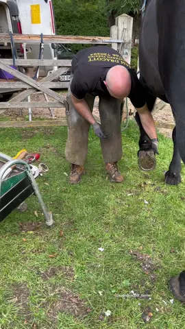Farrier ASMR #samdracottfarrier #oddlysatisfying #farrier #horsetok #horsesoftiktok #uk #equestrian #asmr #satisfying 