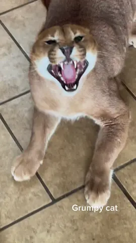 #caracal #caracalcat #cat #wildanimals #wildcat #desertlynx #desertlynxcat #catlovers #catfan #caracalkitten #caracalhome #kitten #kitty #kittycat #catsoftiktok #floppa #floppacat 