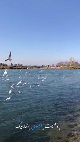 #وصيت_الهوى_يحاجيك 💙