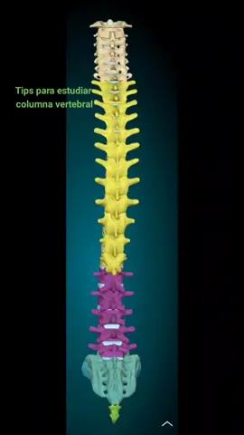 #CapCut #fyp #fyp #anatomy #anatomia #anatomiahumana #anatomiadegrey #columnavertebral #estudiantesdemedicina #estudiante #estudiantesdeenfermeria #estudiantesuniversitarios #quimicayfarmacia #nutricion #huesos #cuerpohumano #viralvideo #AprendeEnTikTok #memorizar 