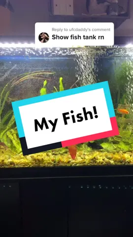 Replying to @ufcdaddy i got the Roseline sharks just so i can say i own sharks 😁🦈#fish #fishtank 