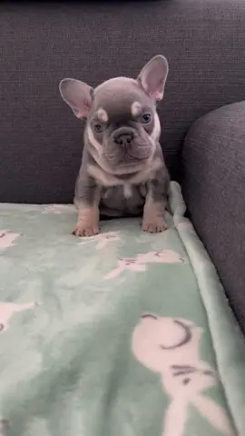 Meet Rip. #frenchie #frenchbulldog #puppy #pup #tiktokfrenchie 