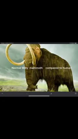 Willy  mammoth   compared to human 