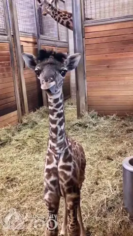 Baby Giraffe at Kansas City Zoo. 