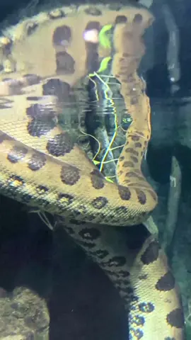 Anaconda hijau adalah ular terbesar di dunia!!