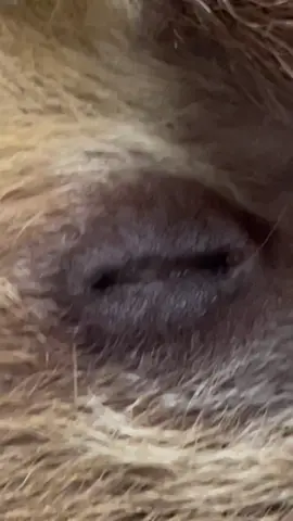 Is this a Butt hole? #cobbsadventurepark #cute #fyp #rescue #animalsoftiktok #viral #foryou #sloth 