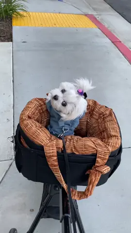 ❤️🐾❤️🐾 Spoild Ella❤️ #maltese #cutemaltese #prettymaltese #dog #puppy #cute #pretty #maltestagram #maltesepuppy #malteselover #pet #malteseworld #cutedog #teacupmaltese #tinnypuppy #tinymaltese #supreme #chanel #voguemagazine #losanageles #newyork #hermes #マルチーズ#可愛いマルチーズ#ペット#わんちゃん#犬バカ部 