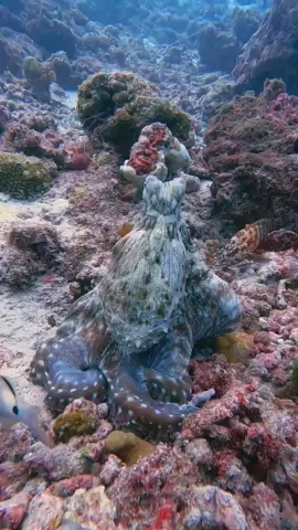 Like a ninja, it hides under the sea and uses camouflage to simulate the environment#Ninja #camouflage #ocean #octopus #intelligence #nature