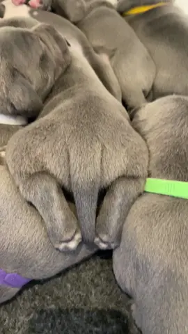 Puppy pileup 😂 a litter of Blue staffy puppies #puppypile #izystaffywolfpack #puppy #puppylove #pittypuppy #staffypuppy #pitbullpuppy #puppylove #puppylife #pups #pupstagram #englishstaffypuppy #pitbullpuppies #bluestaffpuppy #staffpuppy #staffordshirebullterrierpuppy #staffordshirebullterrierpuppies #ilovepitbulls #bluepuppy #puppymadness #puppylife #staffiepuppy #staffiepup #staffypuppies #bluestaffypuppy #cutenessoverload #bullterrierpuppy #sbt #cutepuppies #babypuppy 