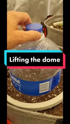 Lifting the DIY Humidity dome occasionally is recommended. Successful germination! #growshop #grow #plants #seeds #germination #fyp #portelizabeth #southafrica 