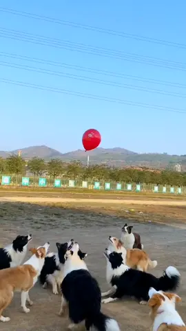 Trò gì đây mà khiến những chú chó thích chơi #dog #dogs#thucung #thucungvuinhon #xuhuong #xuhuongtiktok 