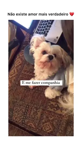 O pior momento é o da despedida 💔  #amor #animais #cachorro #amizade #dog #animals #mundo #vida #momentos #ame #cuide 