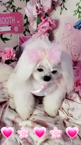 🎀Beautiful🎀 Grooming Hairstyles  🎀 Maltese 👑 Doggie Royalty 👑 #cutedog #doggrooming #beauty #dog #dogs #doggie_royalty #cutepets #pets #cutepuppy #dogsoftiktok #puppy #hairbows #maltese #cuteanimals #cute #asianfusiongrooming #princess #doggie_royalty #youtube #youtubedoggieroyalty 
