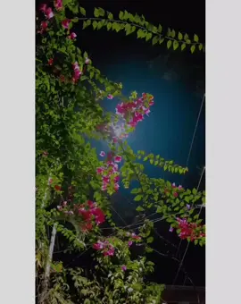 প্রিয় মানুষ টাকে নিয়ে একটা অভিযোগ করে যাও সবাই 💁‍♂️🦋🖤#forplzzz #fvt_song_lines #মেনশন_করুন_আপনার_প্রিয়_মানুষকে #sobai_support_korben_ #bdtiktokofficial 