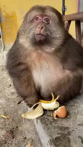 monkey eating banana😍#monkey #petsocute 