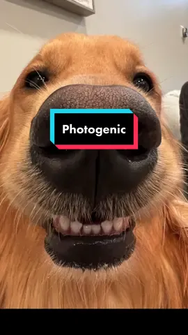 The most photogenic dog. #dog #goldenretriever 