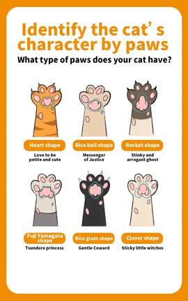 What type of paws does your cat have? Is it accurate to point out its character?#tiktok #cat #funny #pet #hous #petgrowingup 