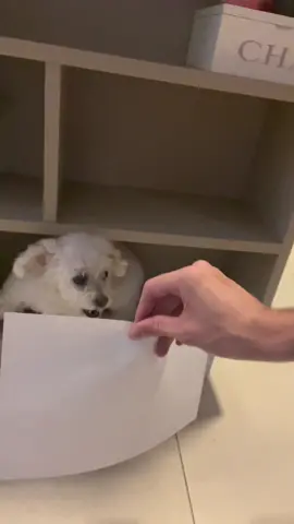 Story todo dia com a Sunny!