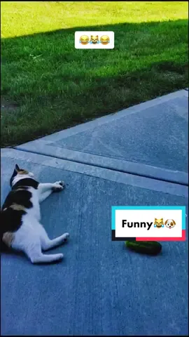 Funny😂🔥 • #funnyanimals • #funnycats • #funnydogs • #animalvideos • #animalhumor • #cuteanimals • #animalcompilation • #animalfails • #funnyclips • #petvideos #funnypets • #animalantics • #animallovers #pets • #cutepets • #funnyanimalvideos • #petscompilation • #petfails • #funnymoments • #animalbloopers • #petbloopers • #animalmemes #petmemes 