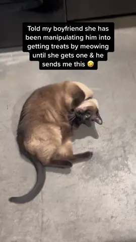 This cat 😂 #catsoftiktok #siamesecat #foryoupage #catsvideo 