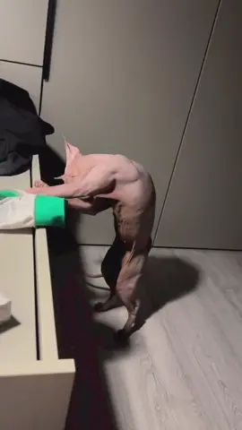 To Conquer All! • Follow @lamortexiii #lamortexiii  #sphynxcat #buff #allthewweights 