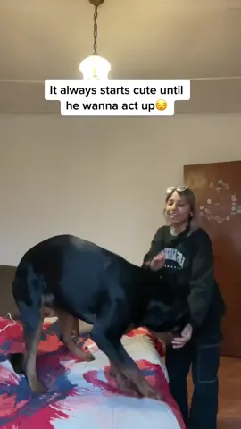 #fypシ #fyp #dogsoftiktok #rotwilerlove its a love hate relationship 🤣