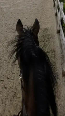 من يوم شفت الترند وانا اتخيله مع الخيل ❤️‍🔥❤️‍🔥 #ترند #خيل #حب_الخيل #فارسة #trend #trending #ceiling #canter #run #free #horses ##foryoupage##foryourpage##fy##fyp##اكسبلورexplore##اكسبلور