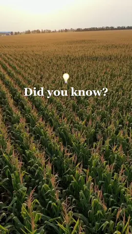 GMO corn is engineered to produce insecticide in every cell of the plant and also to withstand multiple applications of the weed killer #glyphosate. That’s 86 million acres of crops with pesticides inside and out. Is this the future of food we want?  #nongmocorn #nongmo💜 