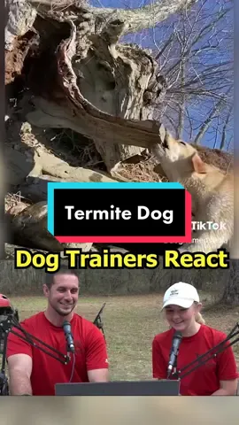 “Termite dog!” 😂 all new Trainers React out now! #dogs #dogtrainer #labrador #reaction 
