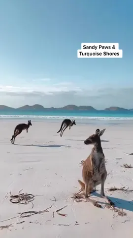 Sandy paws and turquoise shores 💙🦘  🎥: @Lola Hubner   📍: Lucky Bay - Esperance, @Western Australia   #seeaustralia #comeandsaygday #westernaustralia #australia #travelaustralia #travel #tiktoktravel #adventure #bucketlist #beach #aussiebeaches #paradise #aussiewildlife #aussieanimals #kangaroo